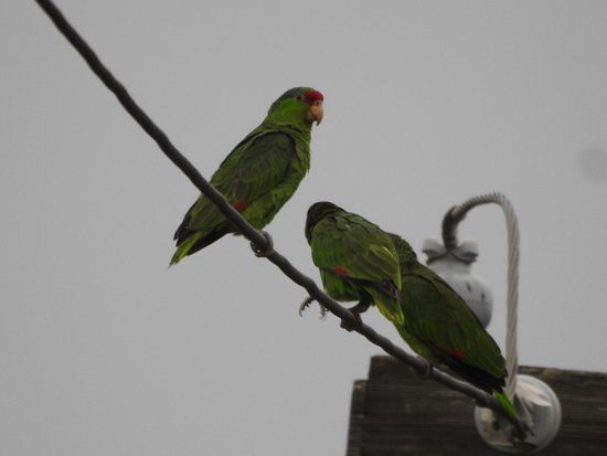 Joe and Tony Oliveira Park